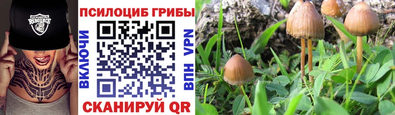 Купить где  Неман  Псилоцибиновые грибы GOLDEN TEACHER 